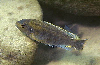 Pseudotropheus lucerna 'Londo Bay'